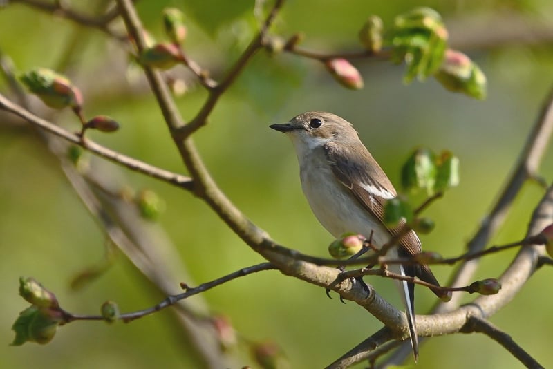 DIY Bird Feeders